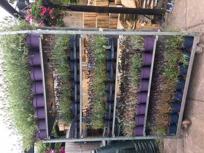 Albrighton Garden Centre