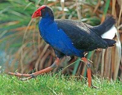 Pukeko Coffee