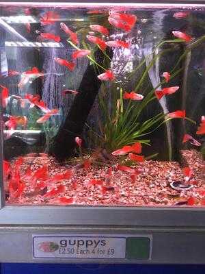 Dobbies Garden Centres