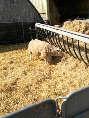 Lockey Farm Coffee Shop