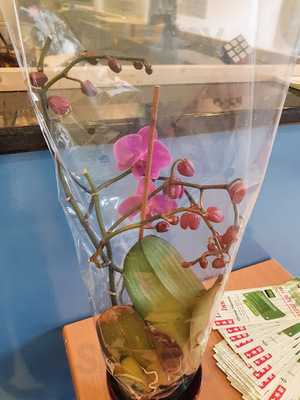 Dragon Inn Chinese Takeaway