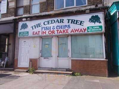 The Cedar Tree