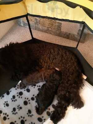 The Red White & Blue