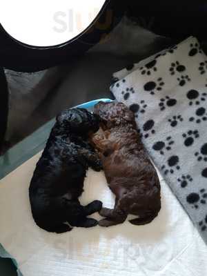 The Red White & Blue