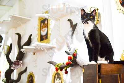 Lady Dinah's Cat Emporium