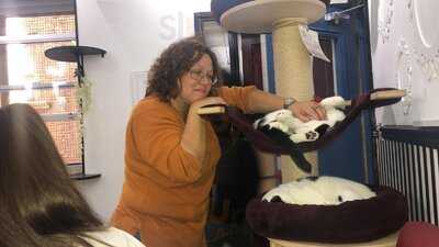 Lady Dinah's Cat Emporium