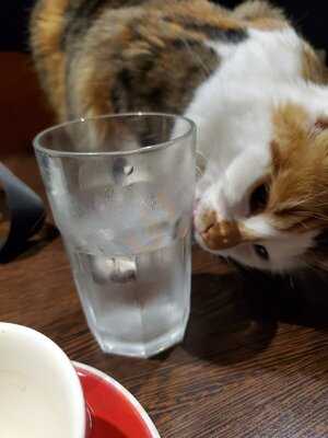 Lady Dinah's Cat Emporium