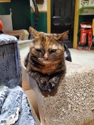 Lady Dinah's Cat Emporium