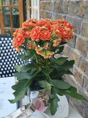 Afternoon Tea At The Montague On The Gardens