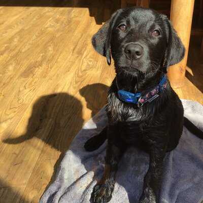 The Plume Of Feathers