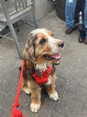 Brewhouse & Kitchen - Islington (angel)