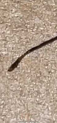 Crosstown Doughnuts & Coffee Soho