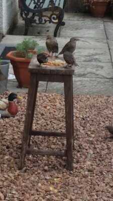 Bucci Italian Restaurant