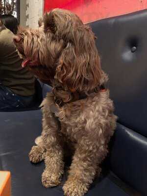 The Great North Wood