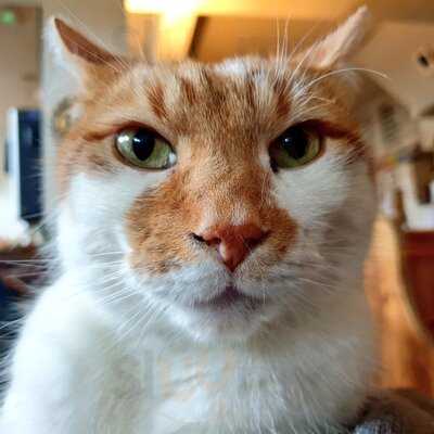 The Charlotte Despard