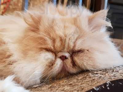 London Cat Village Cafe