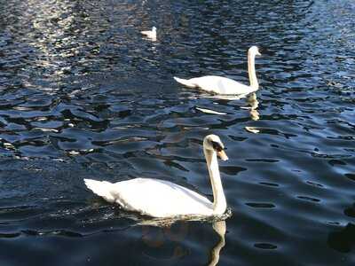 St George's Of Mayfair