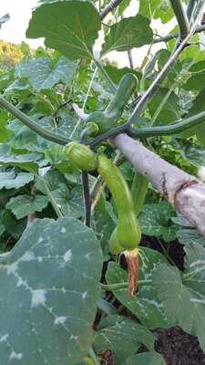 Gardenhouse Restaurant