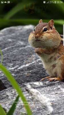 Gail's Bakery Blackheath