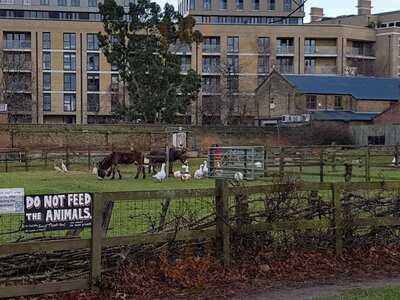 Hackney City Farm
