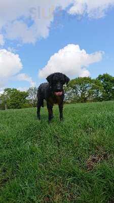 Cafe Roehampton Gate