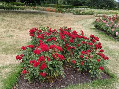 The Rose Garden