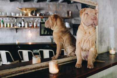 Wolfie's Hackney Ltd