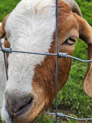 Albion Farm Shop & Cafe