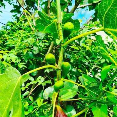 Farthings Hotel And Restaurant