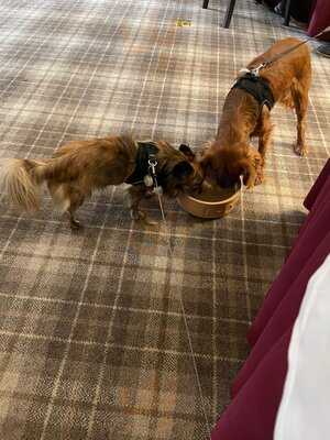 Cedar Tree Restaurant At Bunchrew House