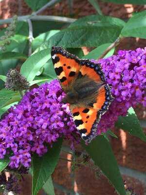 Dobbies Garden Centre Perth