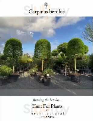 Architectural Plants Cafe