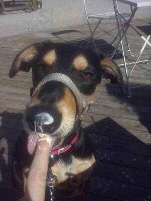 The Olive Grove Bistro