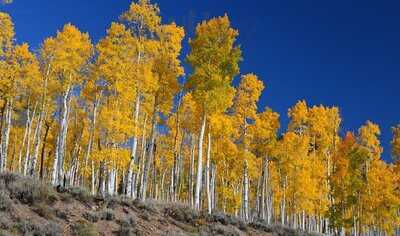 Aspen Tree