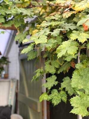 Spring Gardens Nursery