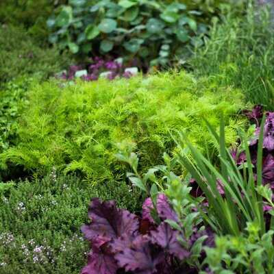 Camlan Garden Centre, Farm Shop & Cafe