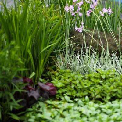 Camlan Garden Centre, Farm Shop & Cafe