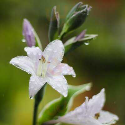 Camlan Garden Centre, Farm Shop & Cafe