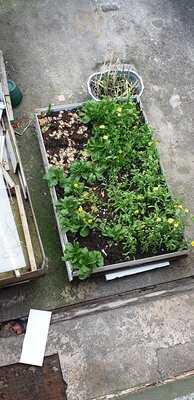 Mowden Chinese Takeaway