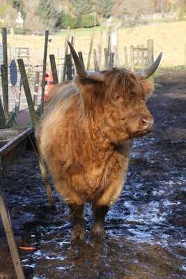 Trossachs Woollen Mill
