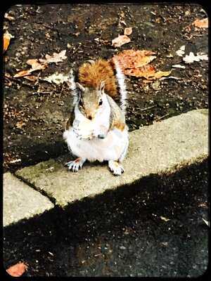 Bewicks Tearoom At Saltwell Towers