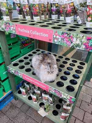 Morrisons Telford - Lawley Cafe