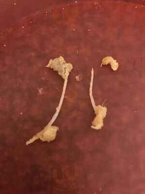 Harry's Golden Chippy