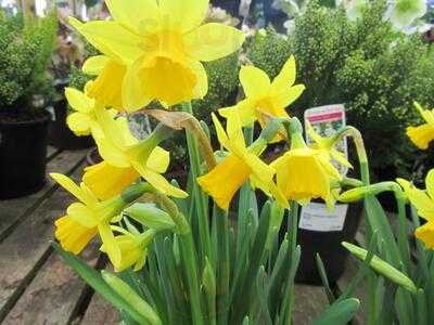 Fairley's Garden Centre