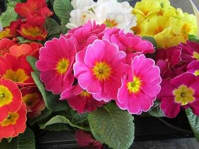 Fairley's Garden Centre