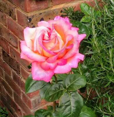 Cinnamon Indian Cuisine