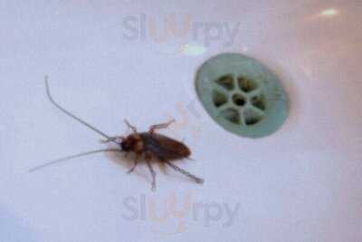 The Pleuchie's Howff