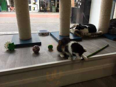 The Cosy Cat Cafe