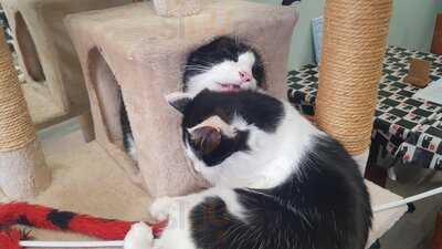 The Cosy Cat Cafe