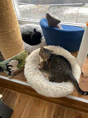 The Cosy Cat Cafe